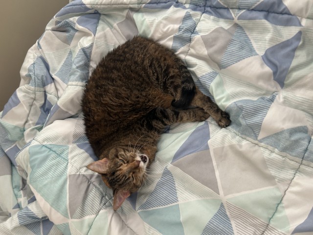Photo of a tabby cat yawning while laying on a blanket.